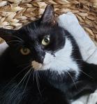 Selene, Adoptable, Adult Female Domestic Medium Hair.