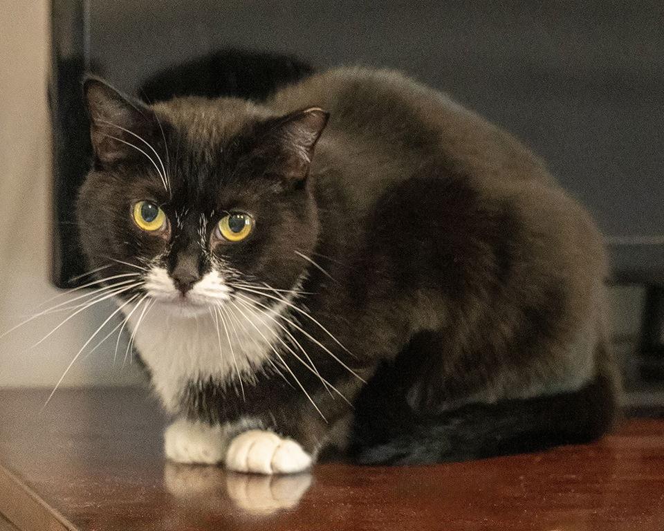 Selene, a Adoptable Domestic Medium Hair in Buford, GA image 2/3