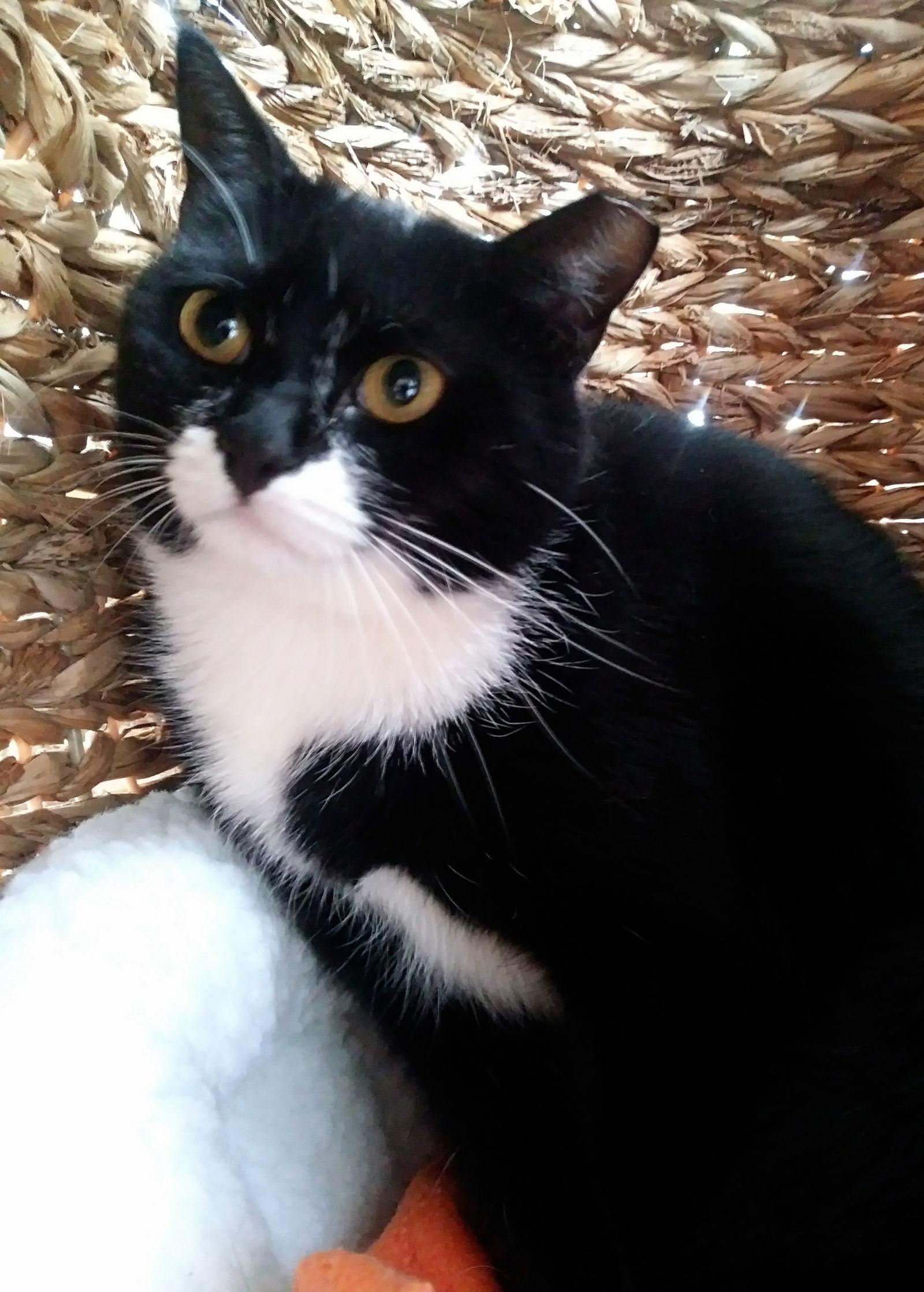 Selene, a Adoptable Domestic Medium Hair in Buford, GA image 3/3