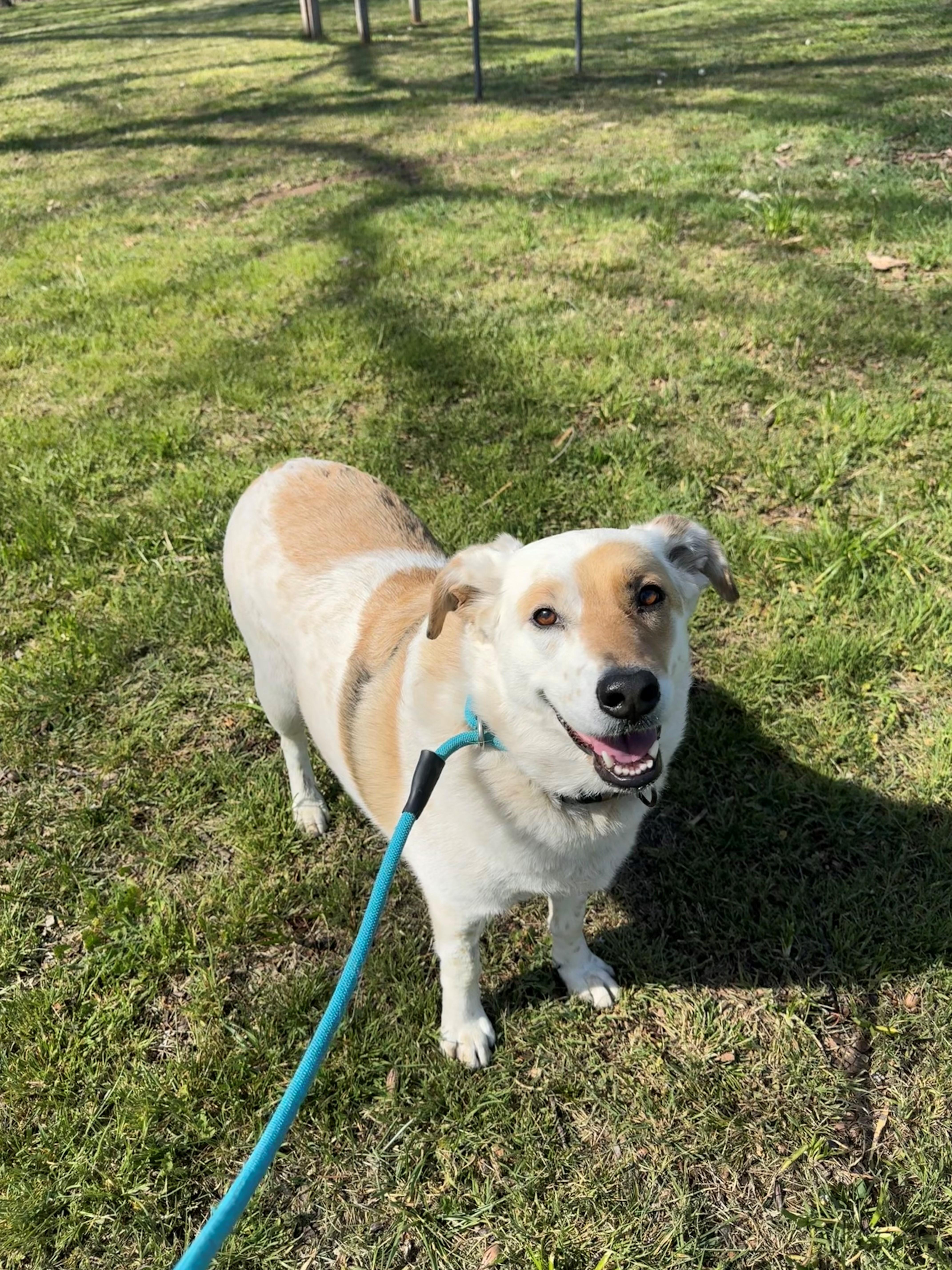 Enlarge Snowball, a ADOPTABLE mixed breed in Stillwater, OK image 2/3