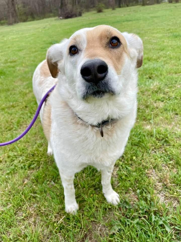 Snowball, ADOPTABLE, Adult Female Collie & Shepherd.