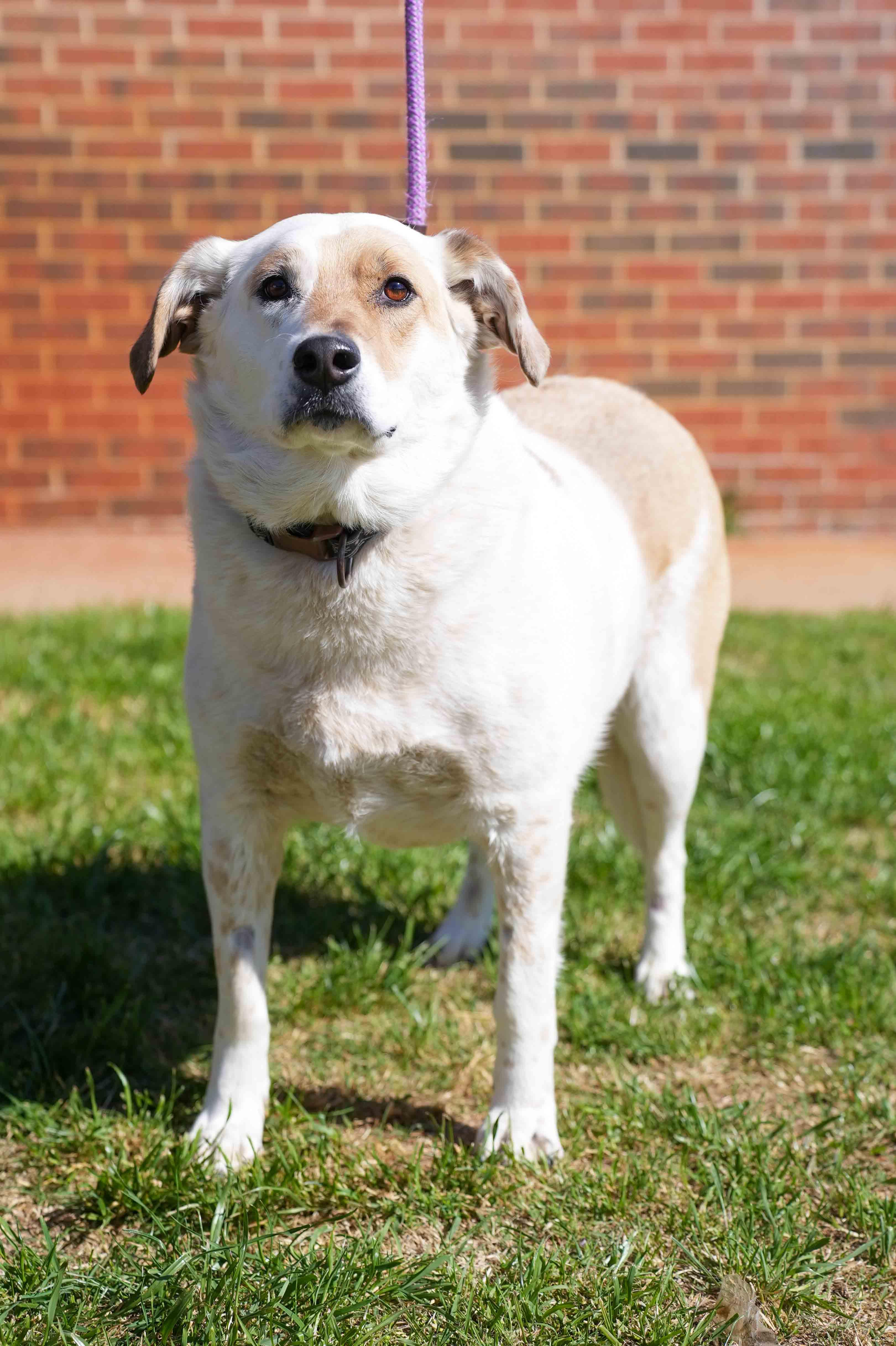 Enlarge Snowball, a ADOPTABLE mixed breed in Stillwater, OK image 3/3