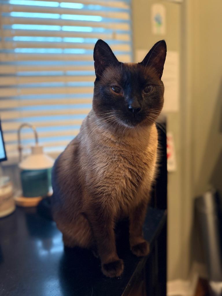 Enlarge Winston, a Adoptable Siamese in Orlando, FL image 1/4