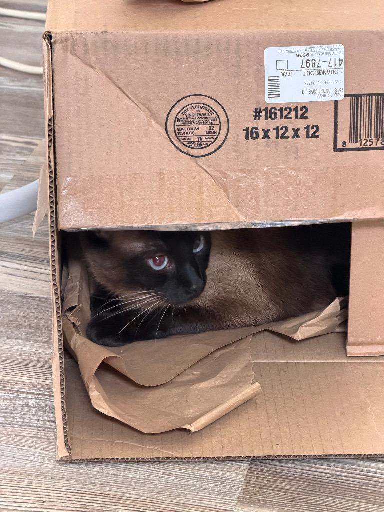 Enlarge Winston, a Adoptable Siamese in Orlando, FL image 2/4