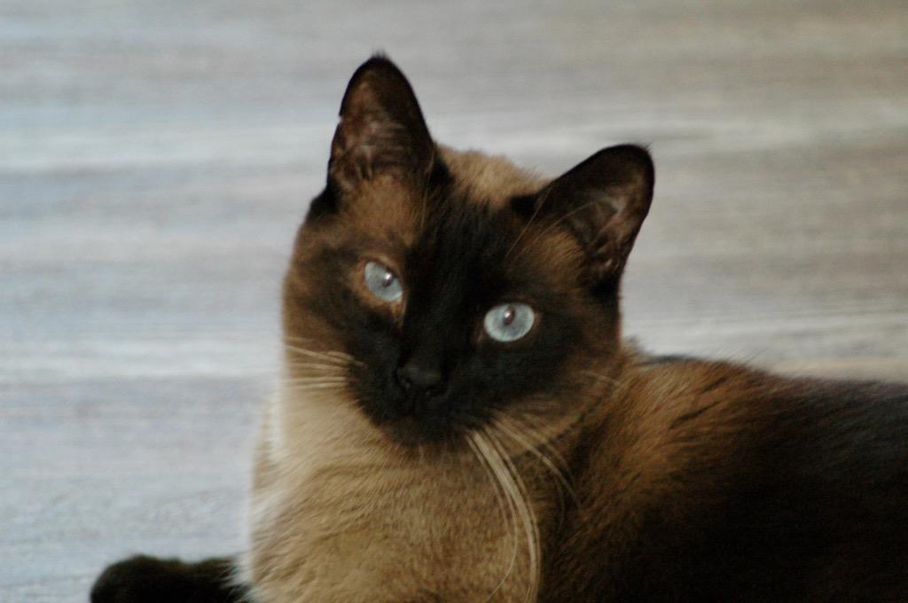 Enlarge Winston, a Adoptable Siamese in Orlando, FL image 3/4