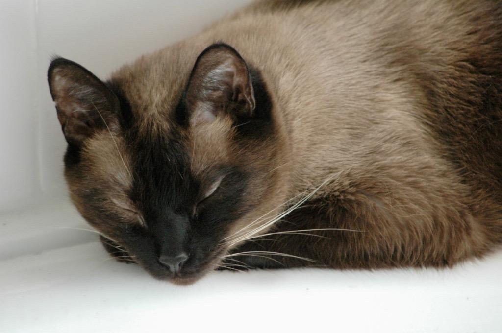 Enlarge Winston, a Adoptable Siamese in Orlando, FL image 4/4