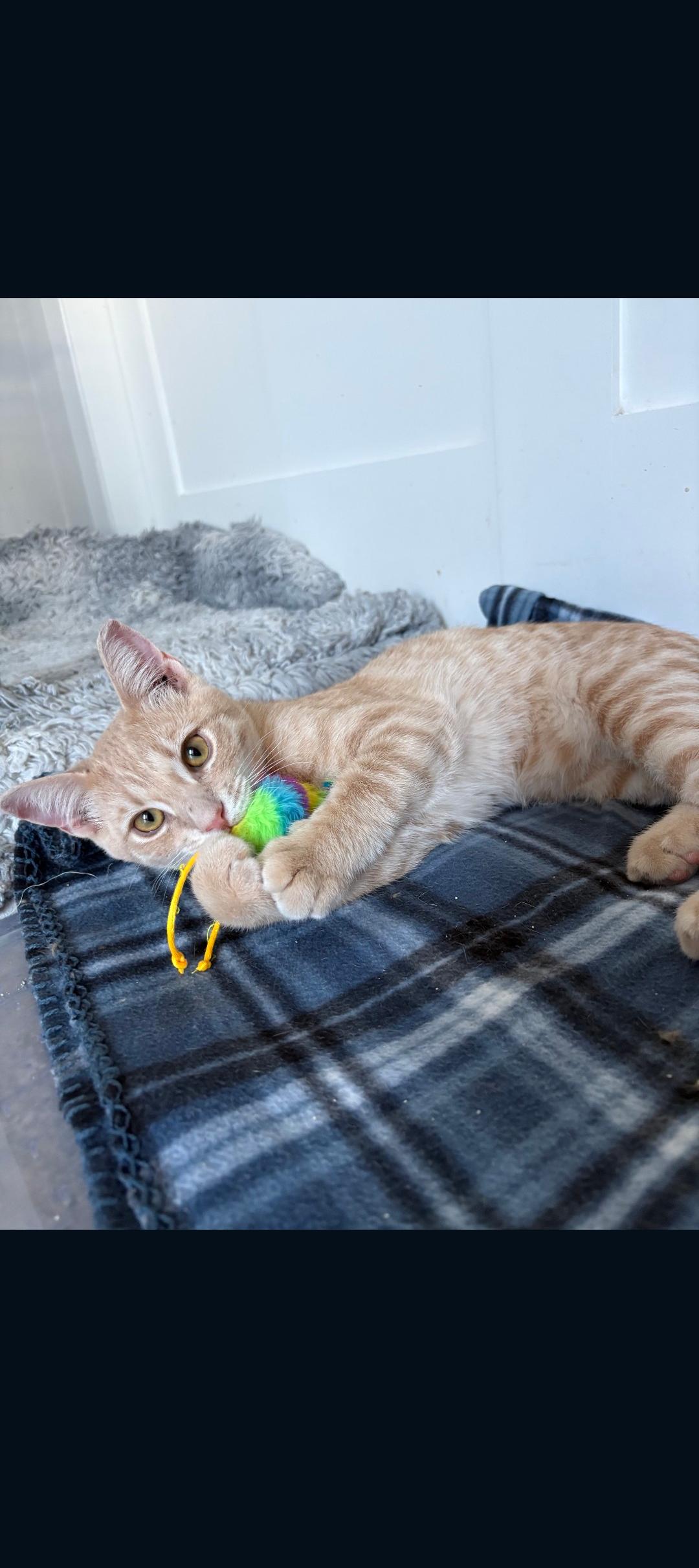 Milo, ADOPTABLE, Kitten Male American Shorthair & Tabby.