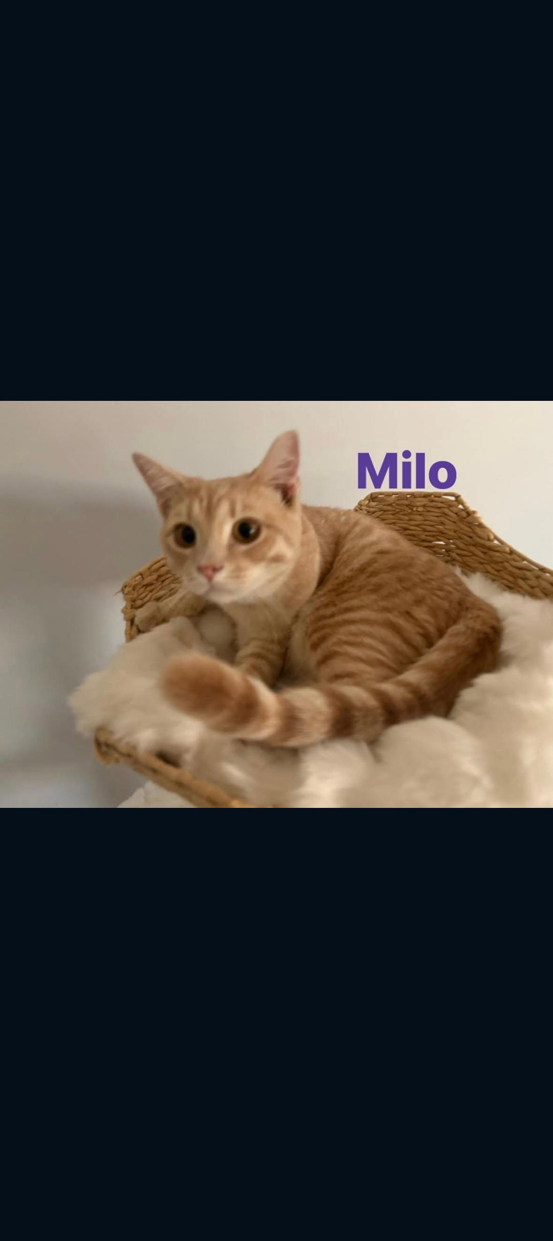Enlarge Milo, a ADOPTABLE mixed breed in Phoenix, AZ image 2/3