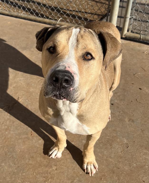 Enlarge Big Dog, a ADOPTABLE mixed breed in Granbury, TX image 3/4