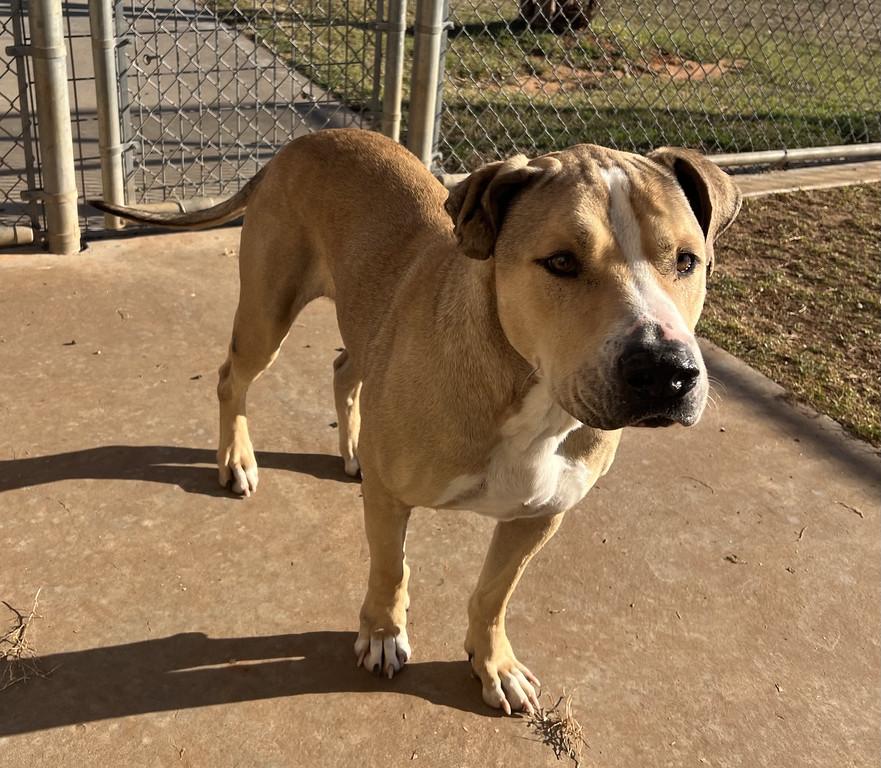 Enlarge Big Dog, a ADOPTABLE mixed breed in Granbury, TX image 2/4