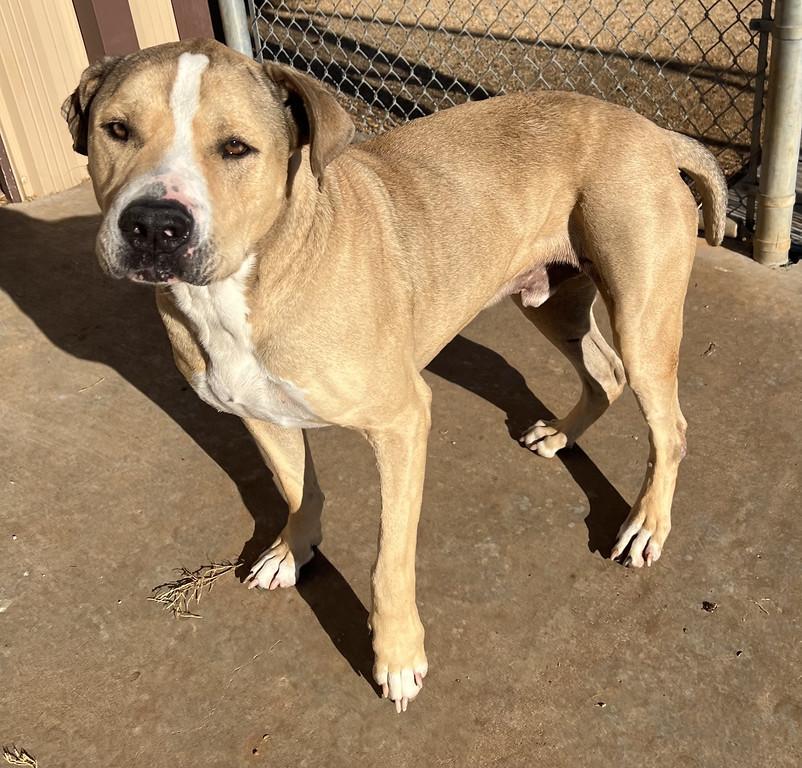 Enlarge Big Dog, a ADOPTABLE mixed breed in Granbury, TX image 4/4