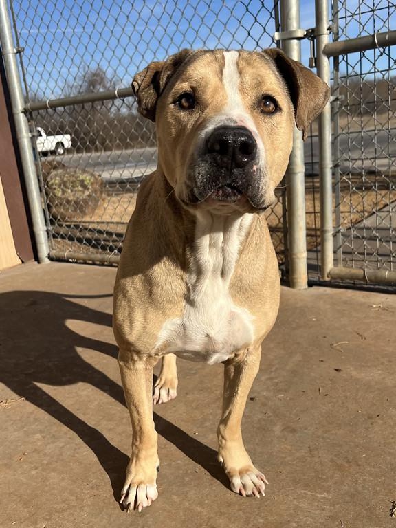 Enlarge Big Dog, a ADOPTABLE mixed breed in Granbury, TX image 1/4