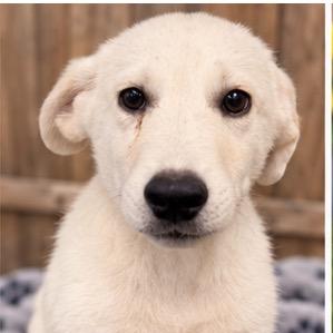 Eli, Adopted, Puppy Male German Shepherd Dog & Labrador Retriever.