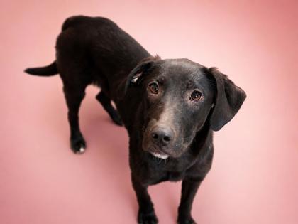 Enlarge Penny, a Adoptable mixed breed in Bowling Green, KY image 1/2