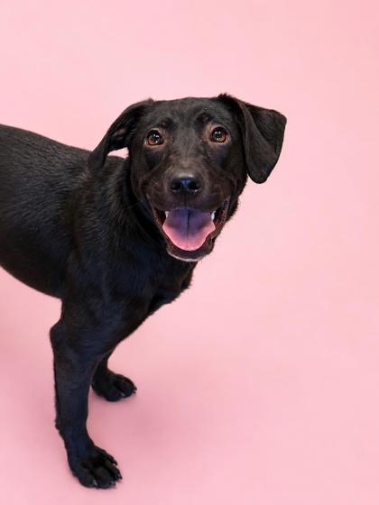 Enlarge Penny, a Adoptable mixed breed in Bowling Green, KY image 2/2
