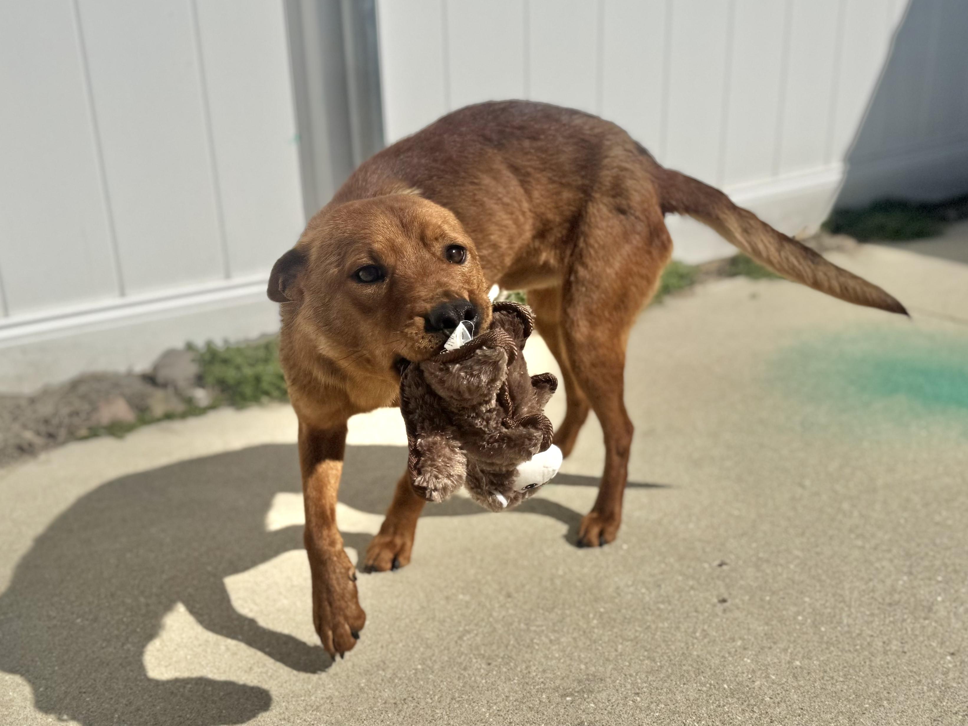 Paddy, an adoptable mixed breed in Decatur, IL image 2/2