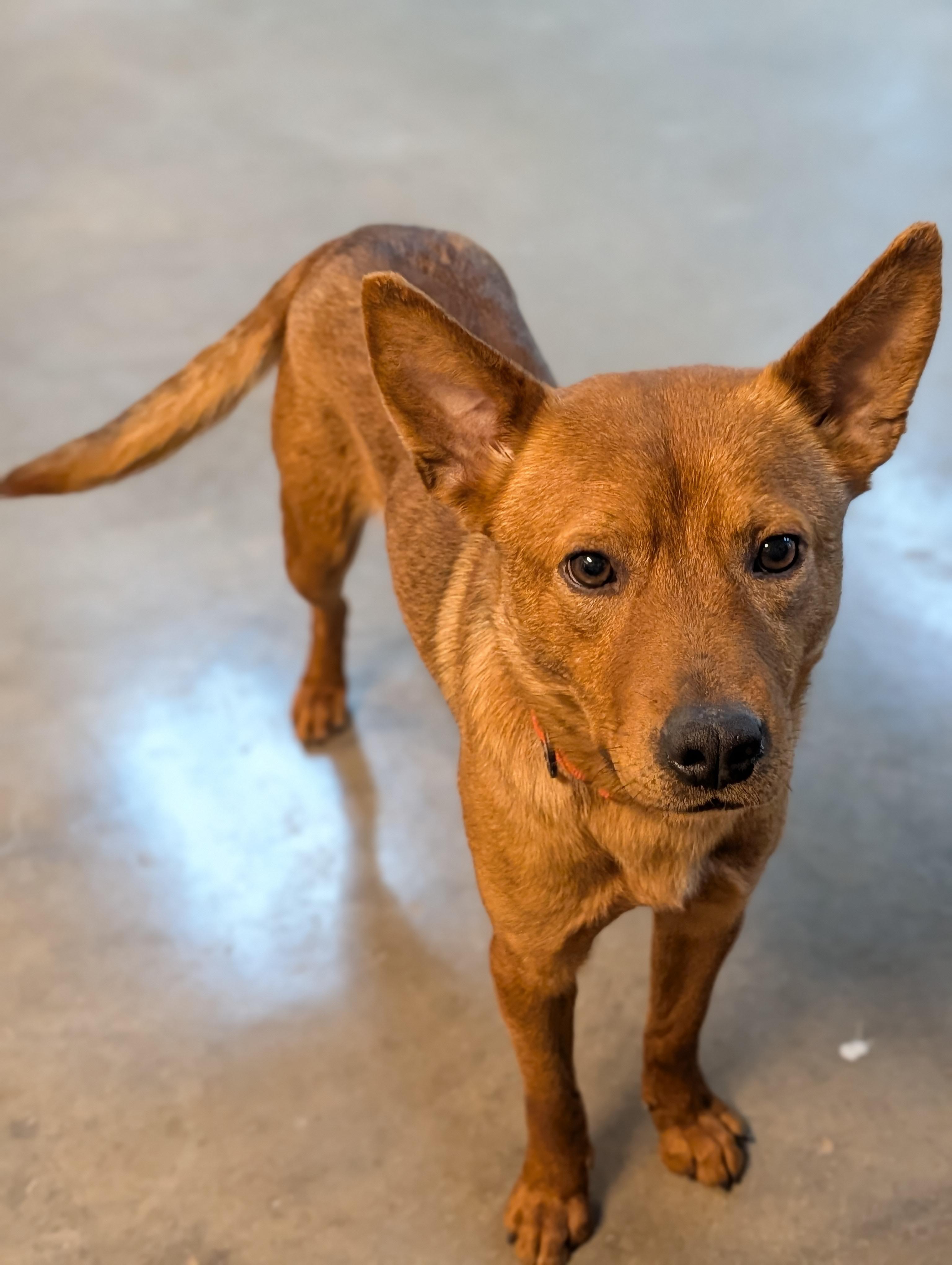 Paddy, an adoptable mixed breed in Decatur, IL image 1/2