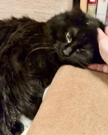 Gambit — thumbnail 2