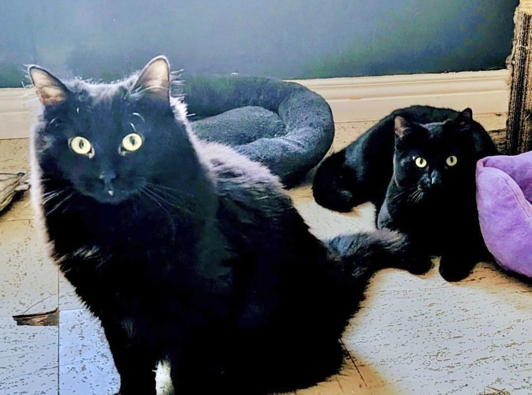 Gambit — thumbnail 3