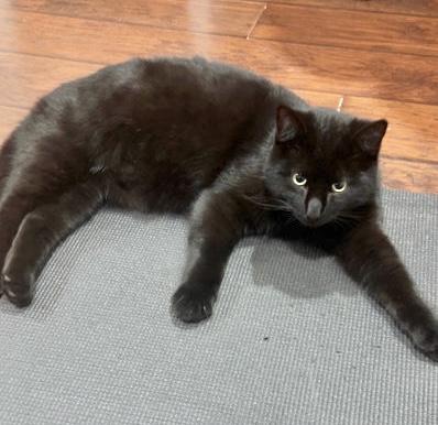 Gambit — thumbnail 4