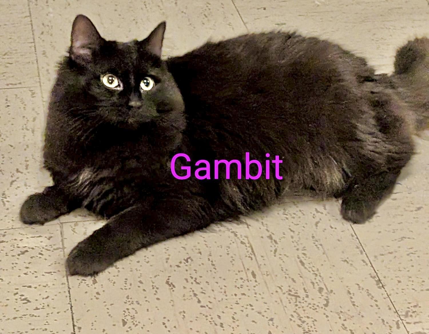 Gambit — thumbnail 5