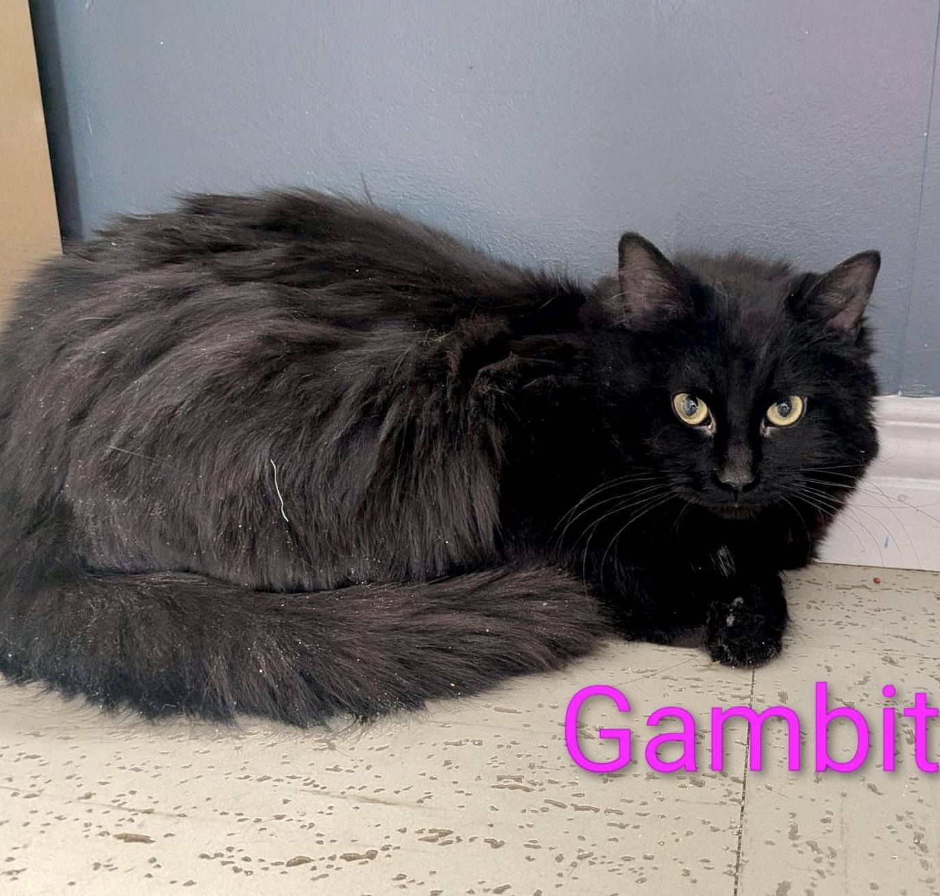 Gambit — thumbnail 6