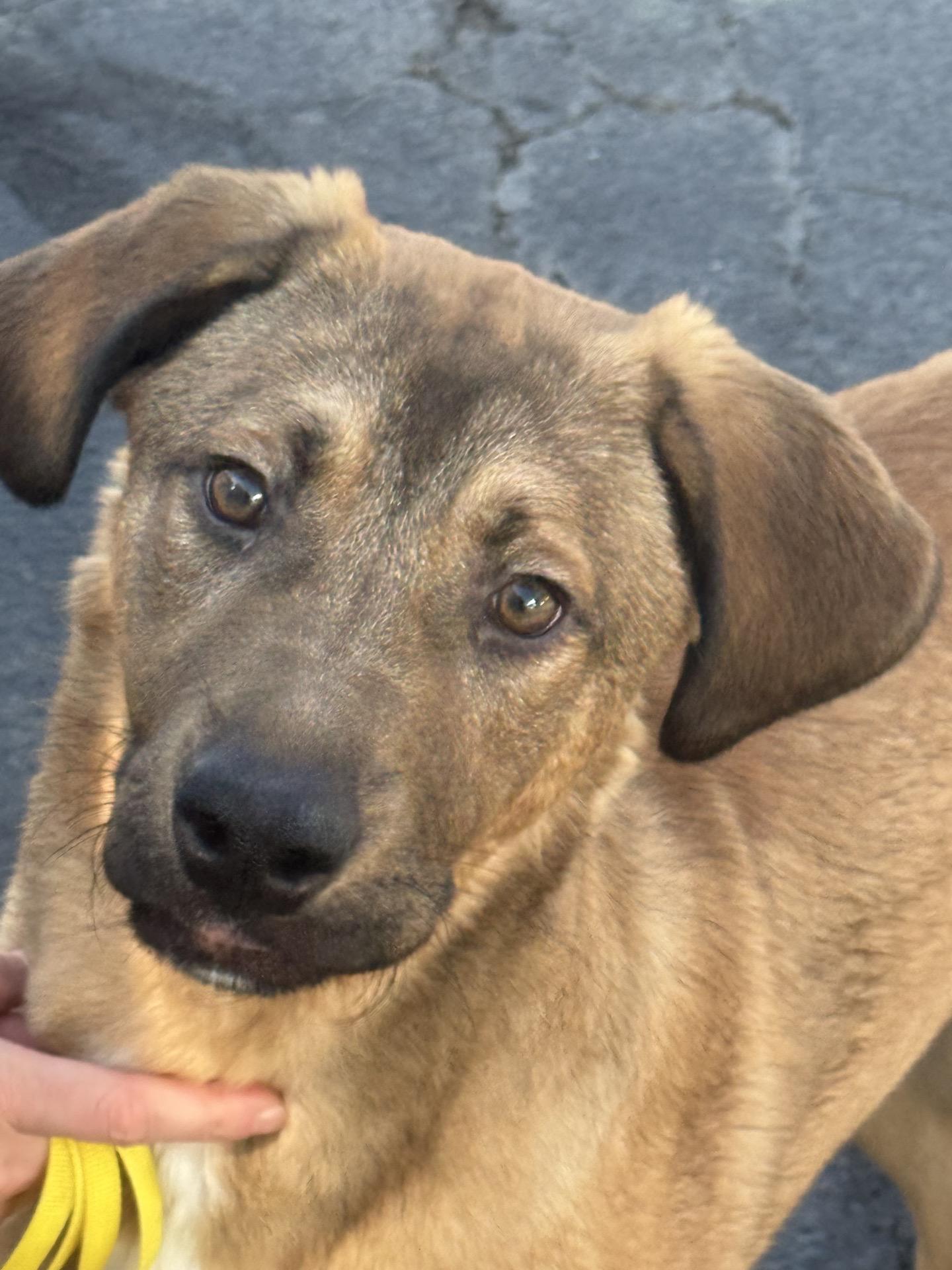 Enlarge Georgia gold 0126, a Adoptable mixed breed in Sonora, CA image 1/1