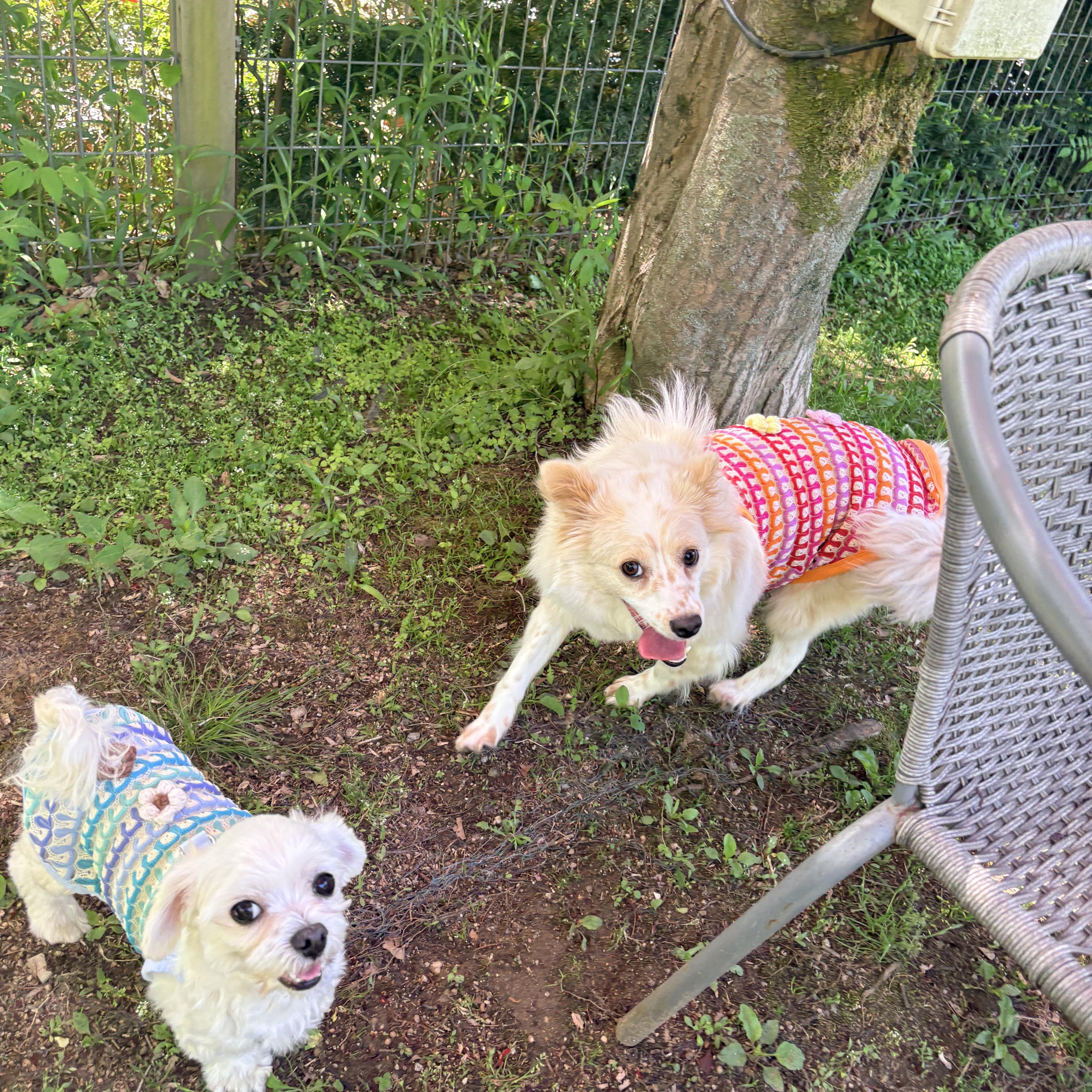Enlarge LOUIS AND SARANG (bonded pair), a Adoptable mixed breed in West Hartford , CT image 4/6