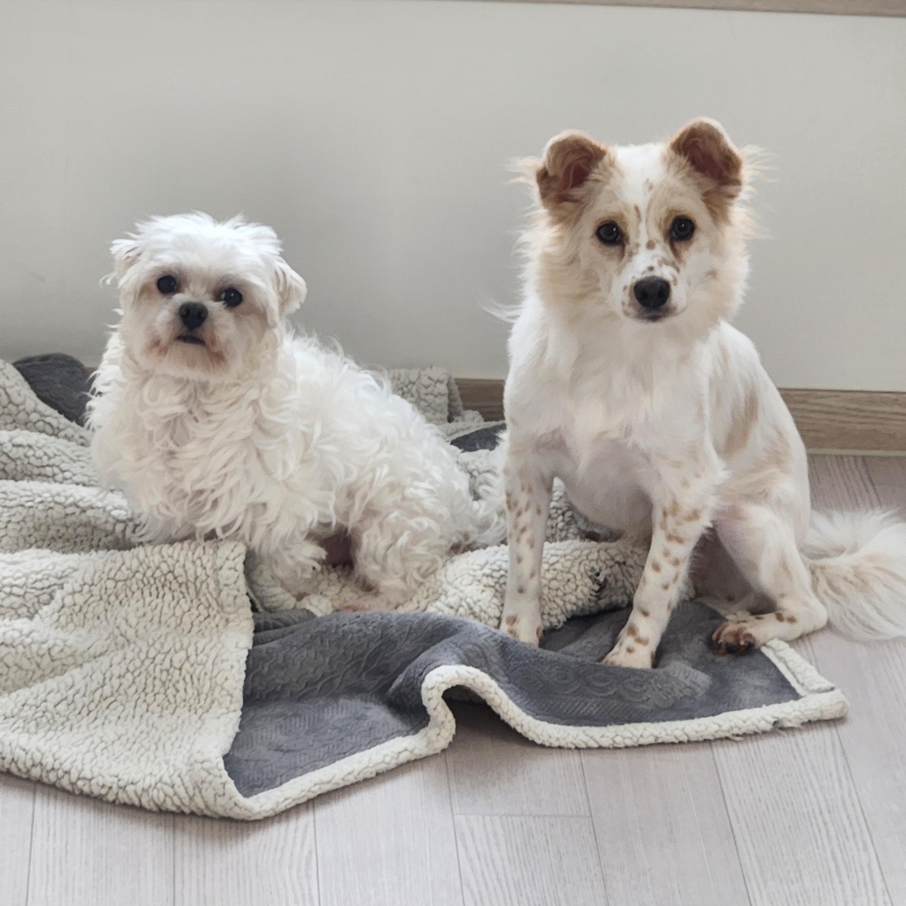 LOUIS AND SARANG (bonded pair), Adoptable, Adult Male Maltese.
