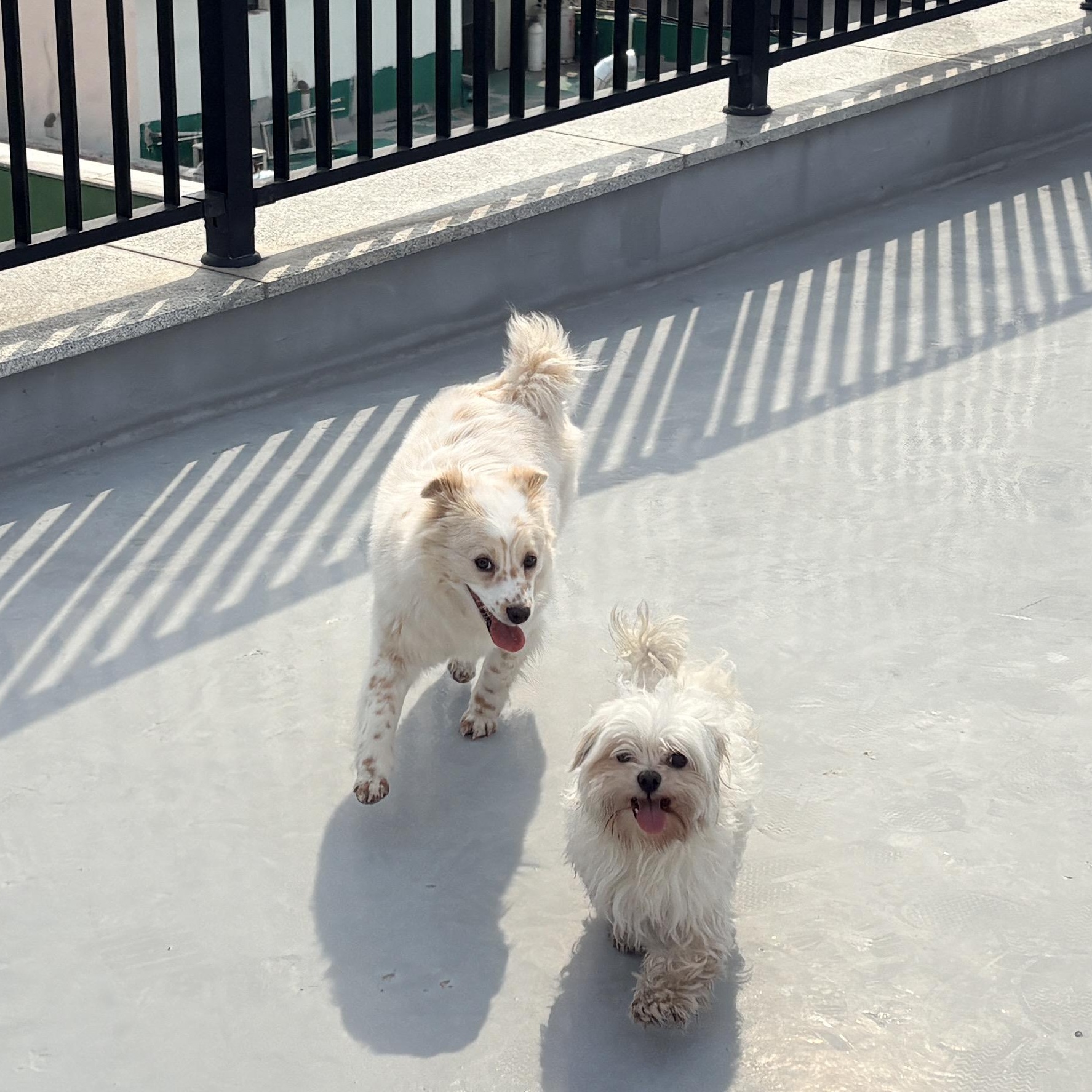 Enlarge LOUIS AND SARANG (bonded pair), a Adoptable mixed breed in West Hartford , CT image 3/6