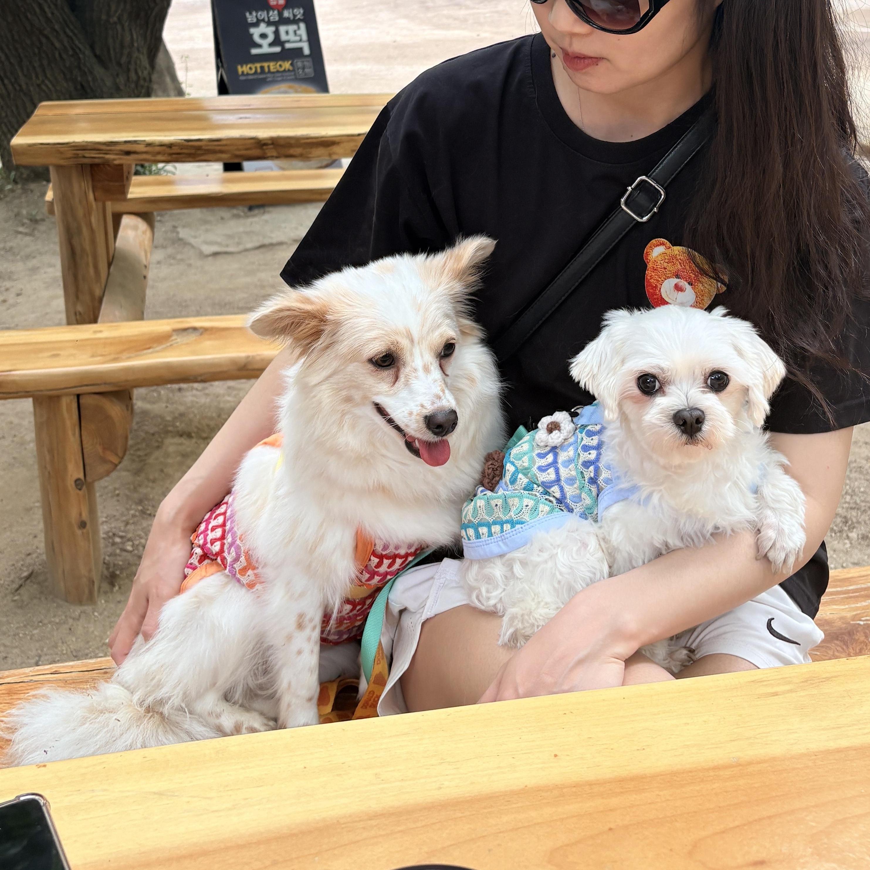 Enlarge LOUIS AND SARANG (bonded pair), a Adoptable mixed breed in West Hartford , CT image 2/6
