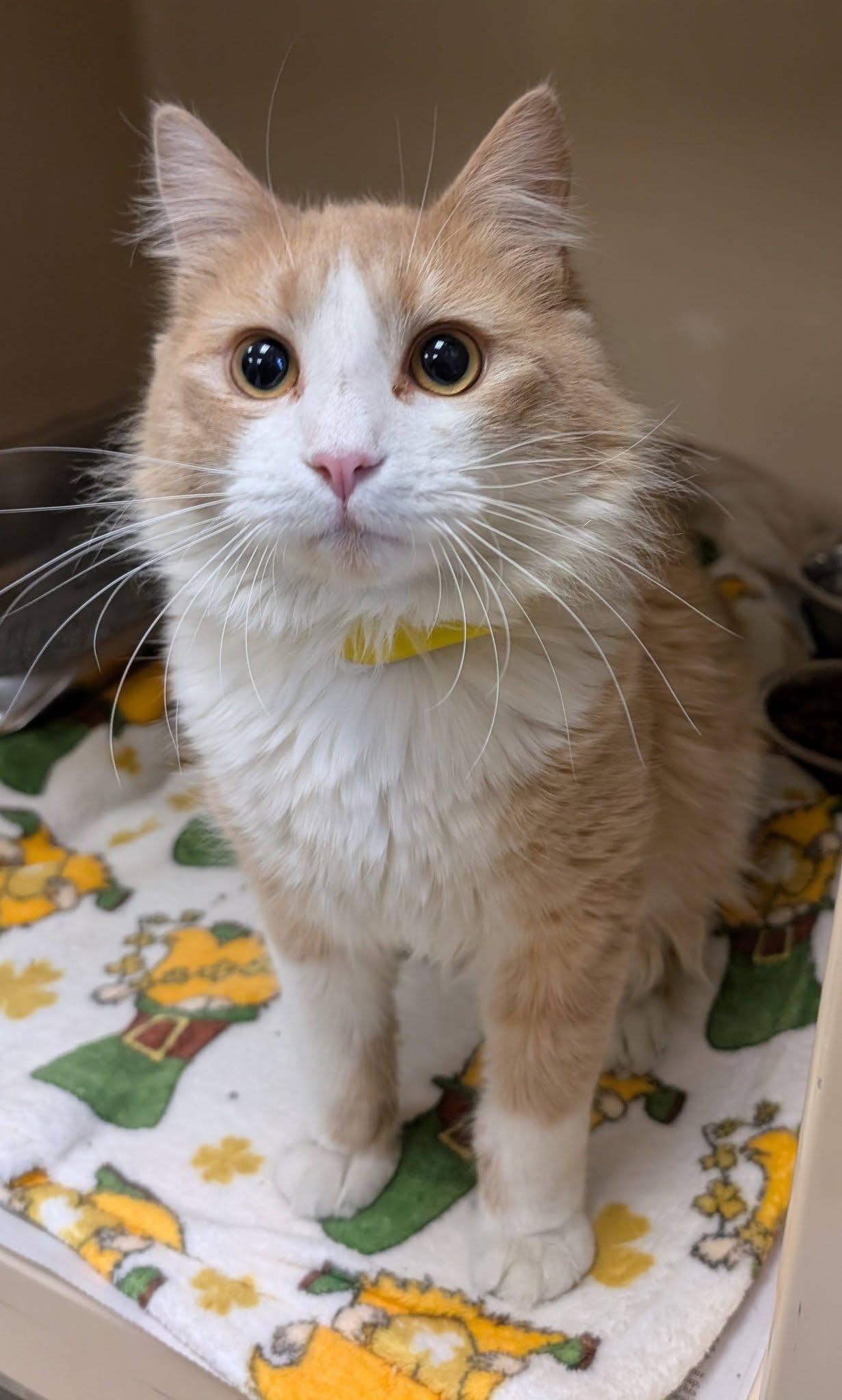 Enlarge Navarre , a ADOPTABLE Domestic Short Hair in Clayton, NJ image 1/1