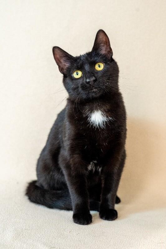 Enlarge Fiery, a Adoptable Domestic Short Hair in North Babylon, NY image 1/5