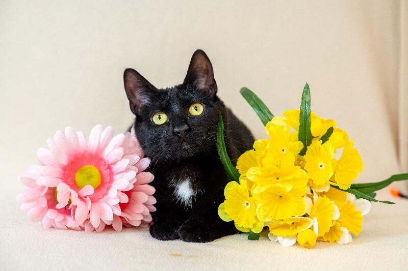 Enlarge Fiery, a Adoptable Domestic Short Hair in North Babylon, NY image 2/5