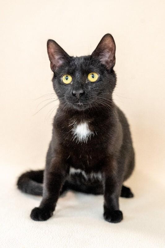 Enlarge Fiery, a Adoptable Domestic Short Hair in North Babylon, NY image 3/5