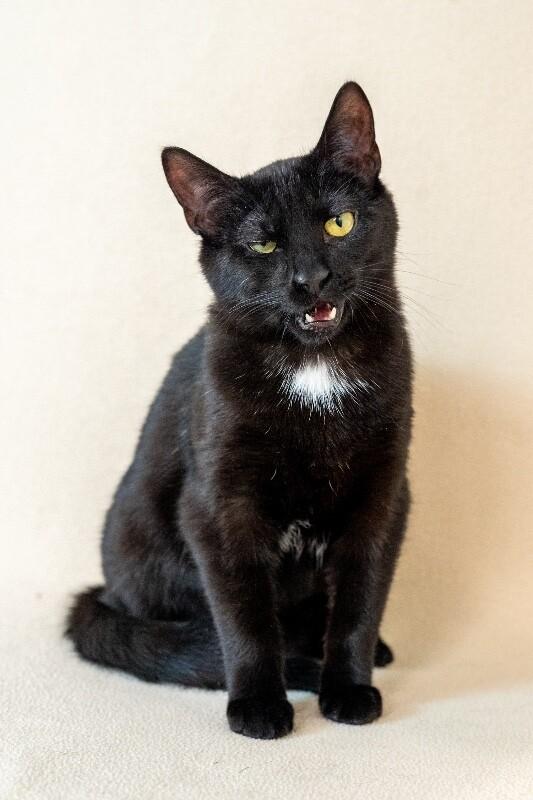 Enlarge Fiery, a Adoptable Domestic Short Hair in North Babylon, NY image 4/5