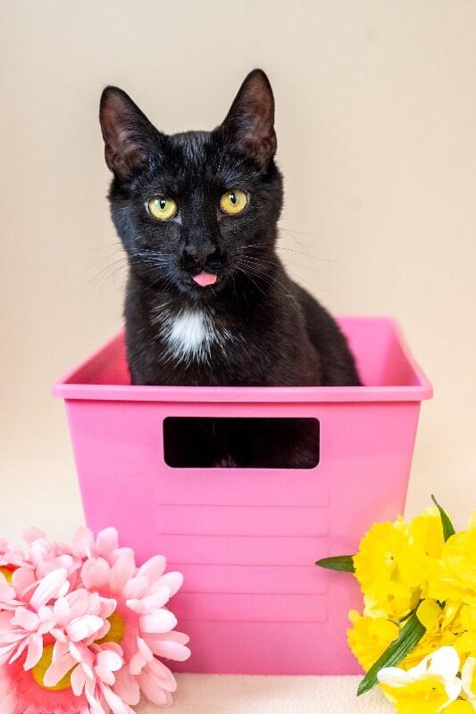 Enlarge Fiery, a Adoptable Domestic Short Hair in North Babylon, NY image 5/5