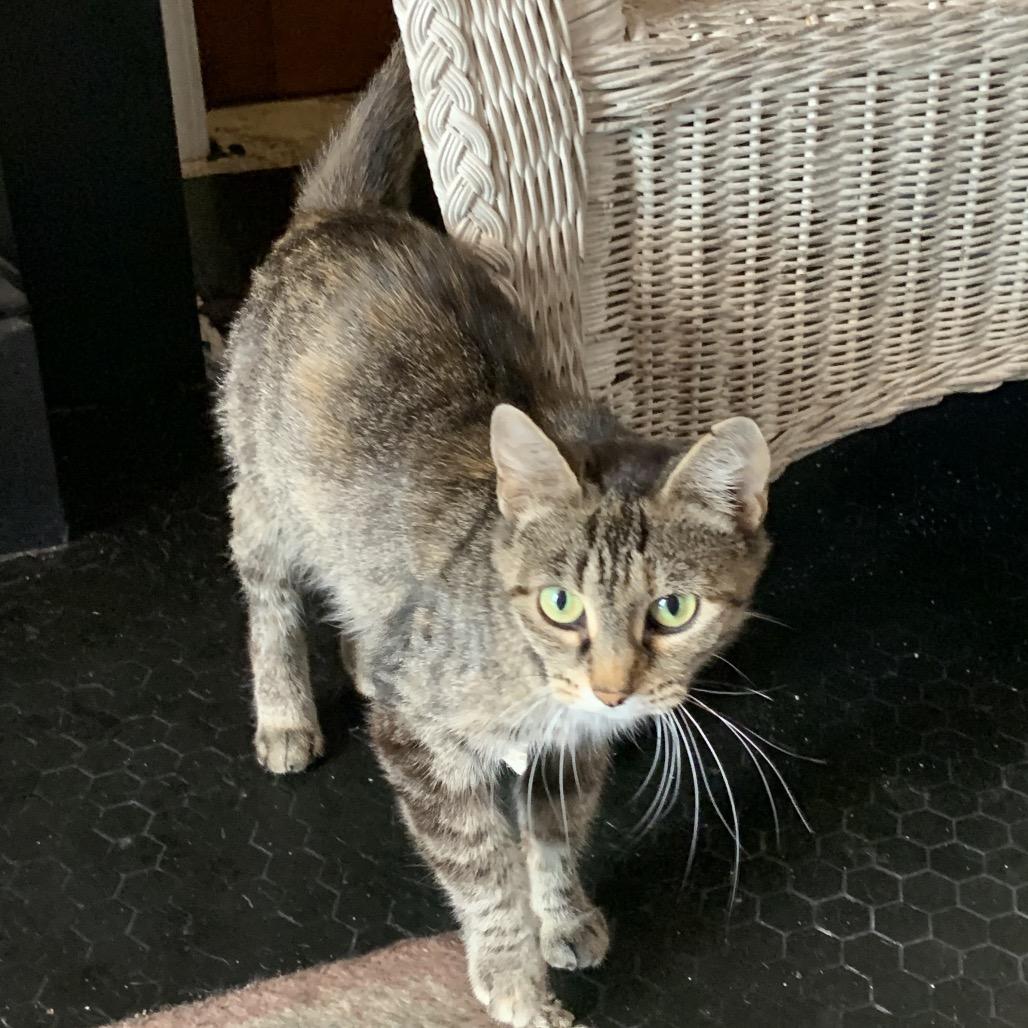 Marinara thumbnail 2