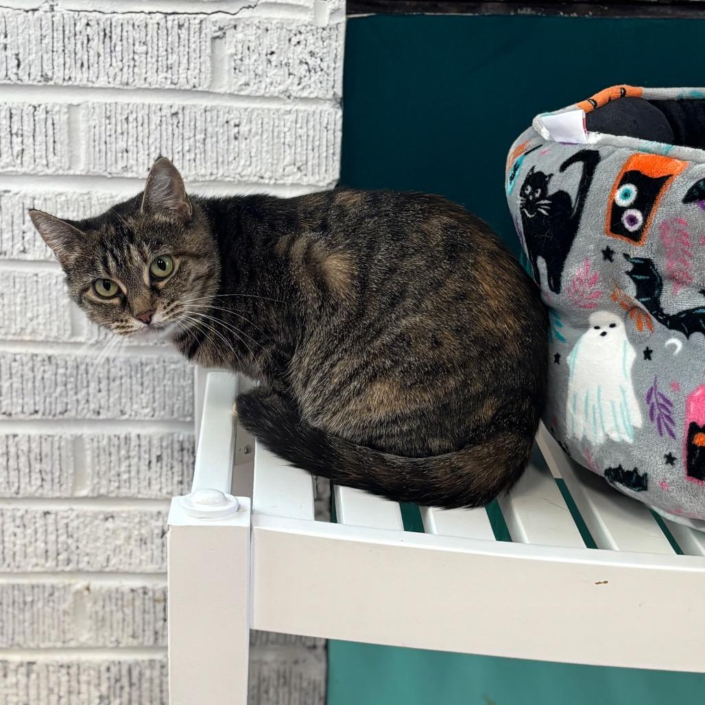 Marinara — thumbnail 2