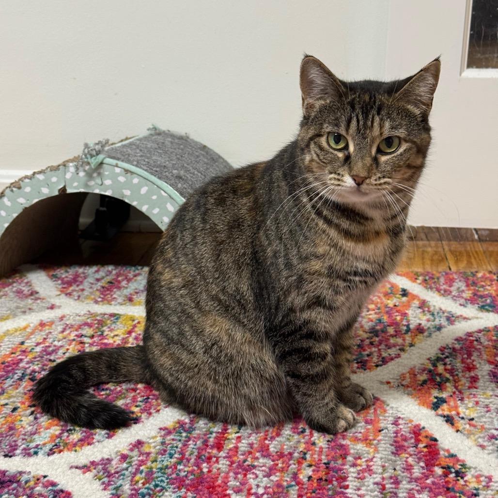 Marinara — thumbnail 3