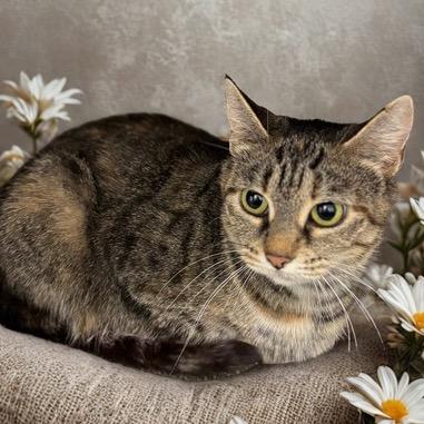 Marinara thumbnail 4