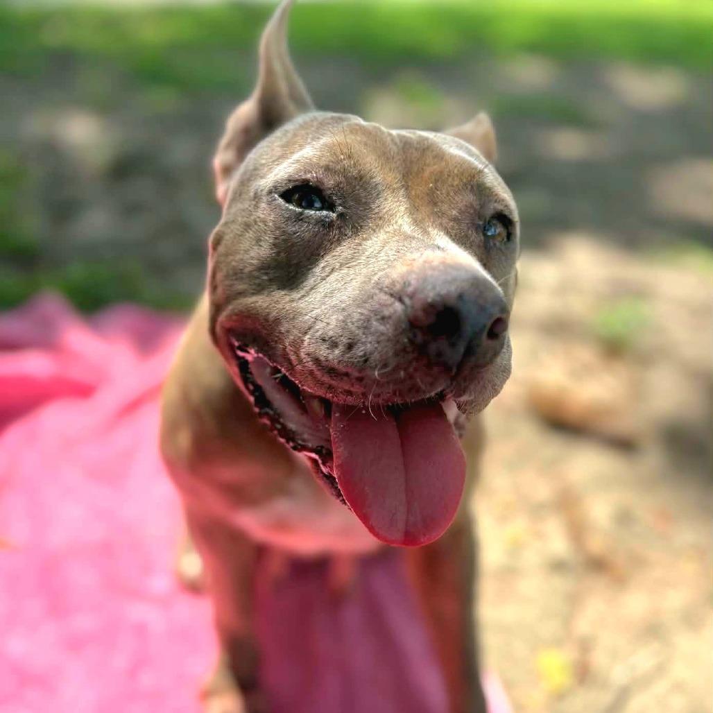 Luna, Adoptable, Adult Female Mixed Breed.