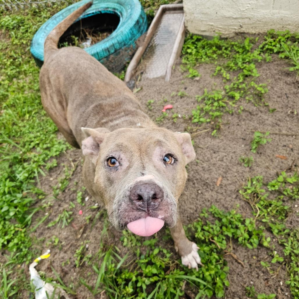 Enlarge Luna, a Adoptable Mixed Breed in Lake Panasoffkee, FL image 2/6