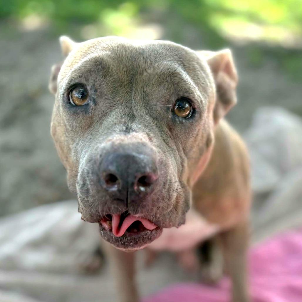Enlarge Luna, a Adoptable Mixed Breed in Lake Panasoffkee, FL image 3/6