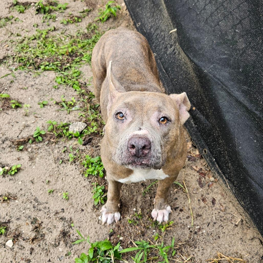 Enlarge Luna, a Adoptable Mixed Breed in Lake Panasoffkee, FL image 4/6