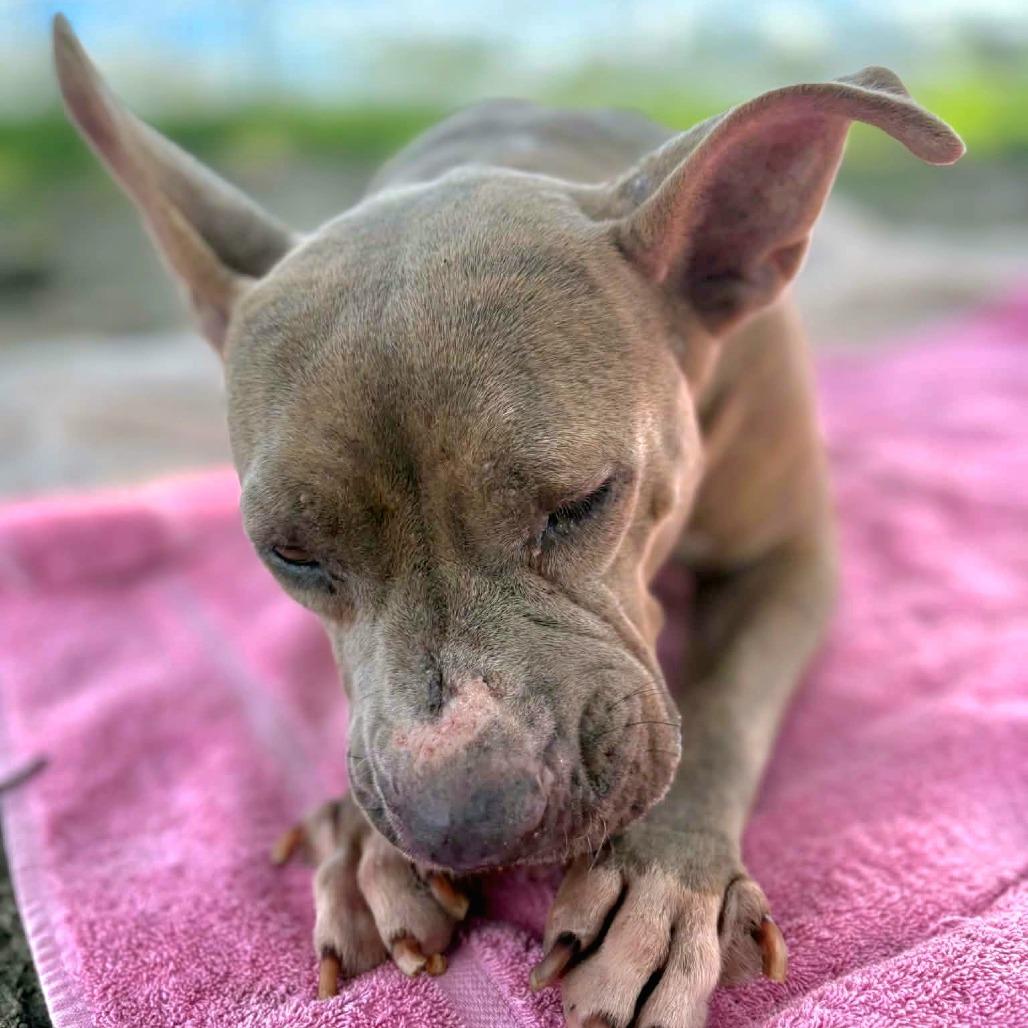 Enlarge Luna, a Adoptable Mixed Breed in Lake Panasoffkee, FL image 5/6
