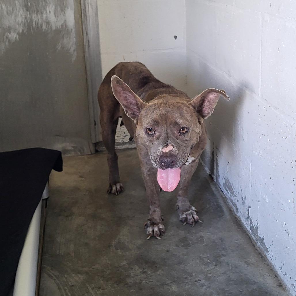Enlarge Luna, a Adoptable Mixed Breed in Lake Panasoffkee, FL image 6/6