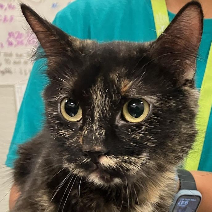 Giselle, Adoptable, Adult Female Domestic Medium Hair.