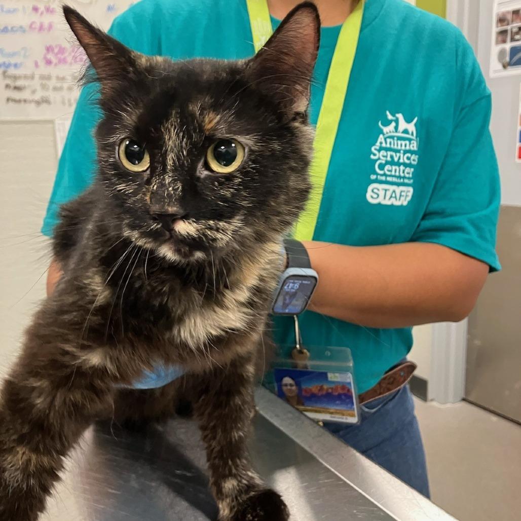 Enlarge Giselle, a Adoptable Domestic Medium Hair in Las Cruces, NM image 2/6