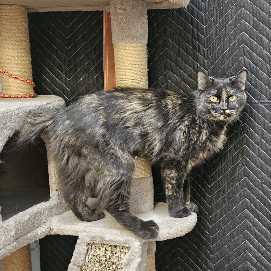 Enlarge Giselle, a Adoptable Domestic Medium Hair in Las Cruces, NM image 3/6